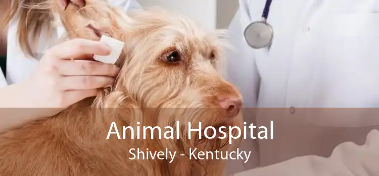 Animal Hospital Shively - Kentucky