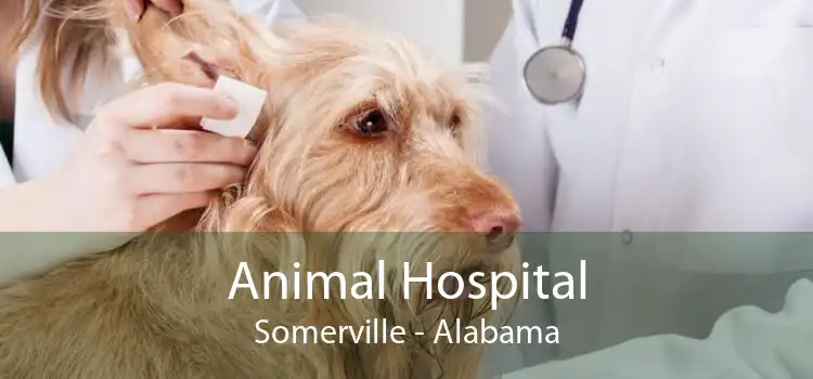 Animal Hospital Somerville - Alabama