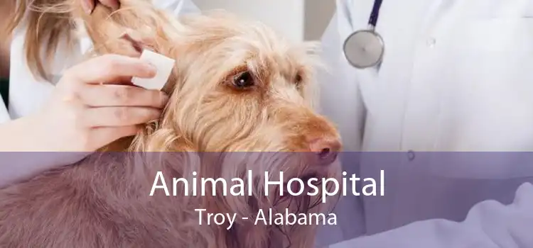 Animal Hospital Troy - Alabama