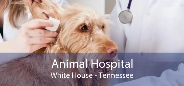 Animal Hospital White House - Tennessee