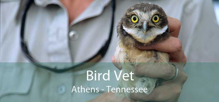 Bird Vet Athens - Tennessee