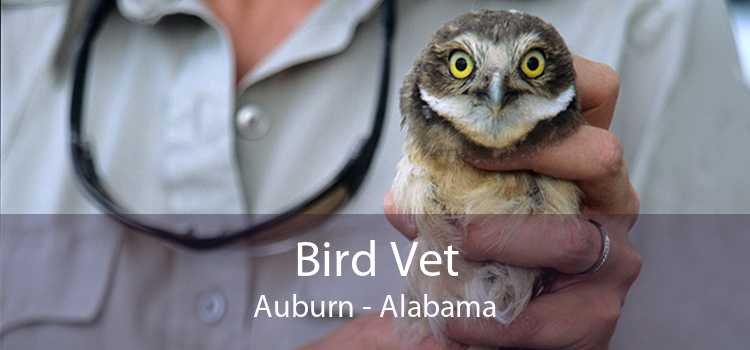Bird Vet Auburn - Alabama