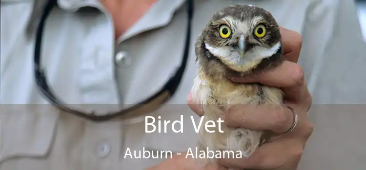 Bird Vet Auburn - Alabama