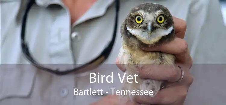 Bird Vet Bartlett - Tennessee