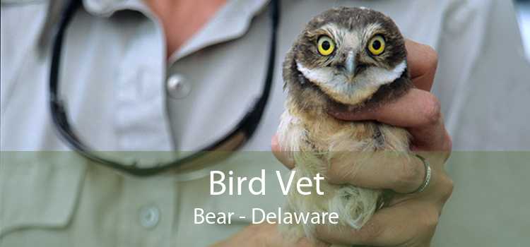 Bird Vet Bear - Delaware