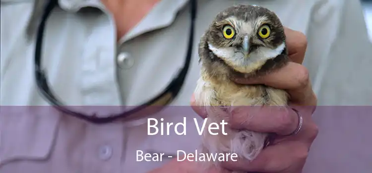 Bird Vet Bear - Delaware
