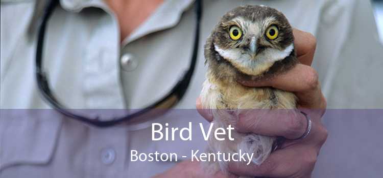 Bird Vet Boston - Kentucky