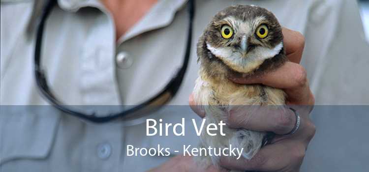 Bird Vet Brooks - Kentucky