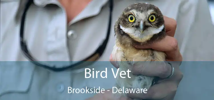 Bird Vet Brookside - Delaware
