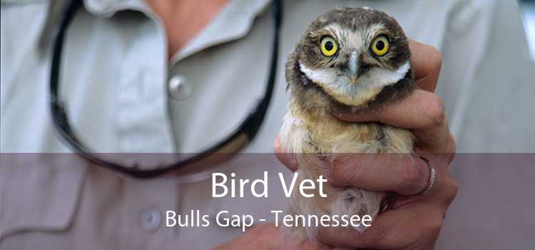 Bird Vet Bulls Gap - Tennessee