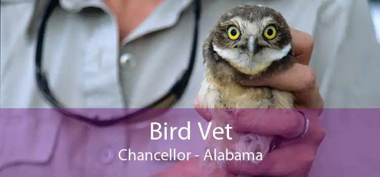 Bird Vet Chancellor - Alabama