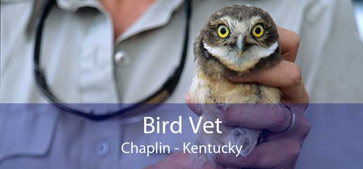 Bird Vet Chaplin - Kentucky