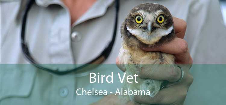Bird Vet Chelsea - Alabama