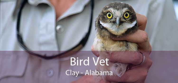 Bird Vet Clay - Alabama