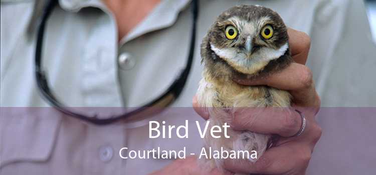 Bird Vet Courtland - Alabama