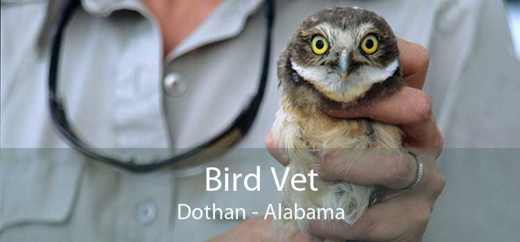 Bird Vet Dothan - Alabama