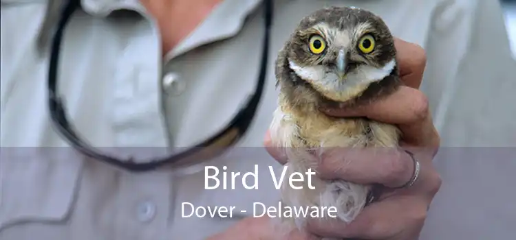 Bird Vet Dover - Delaware