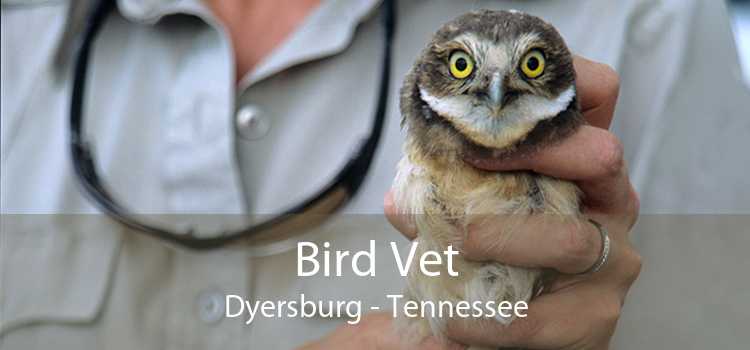 Bird Vet Dyersburg - Tennessee