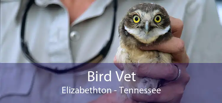 Bird Vet Elizabethton - Tennessee