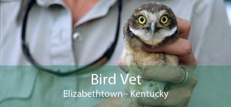 Bird Vet Elizabethtown - Kentucky