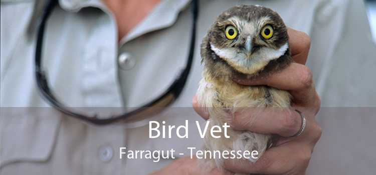 Bird Vet Farragut - Tennessee