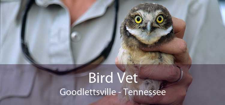 Bird Vet Goodlettsville - Tennessee
