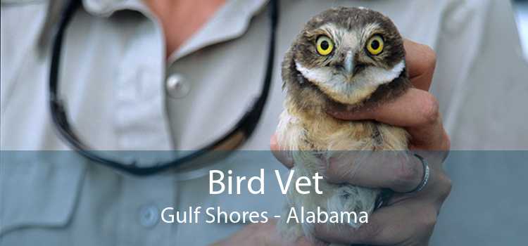Bird Vet Gulf Shores - Alabama
