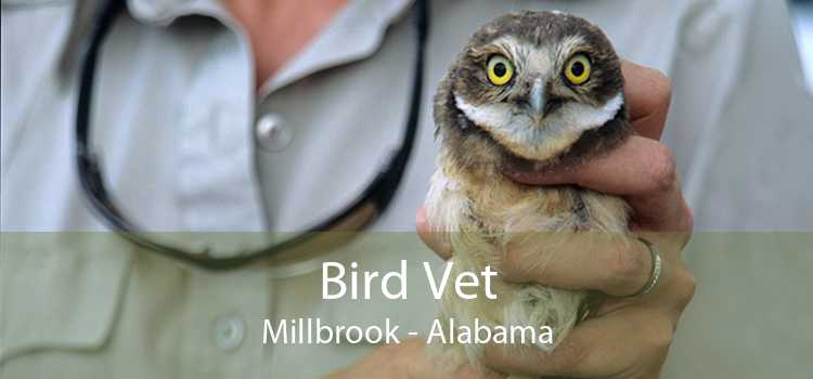 Bird Vet Millbrook - Alabama