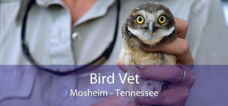 Bird Vet Mosheim - Tennessee