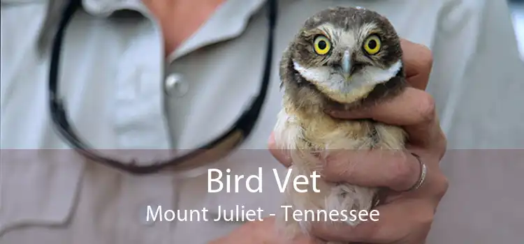 Bird Vet Mount Juliet - Tennessee