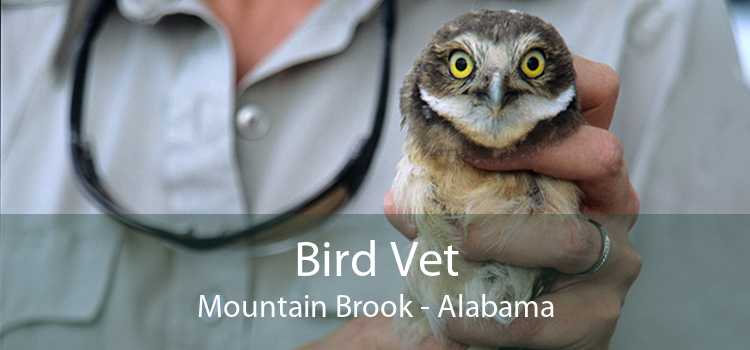 Bird Vet Mountain Brook - Alabama