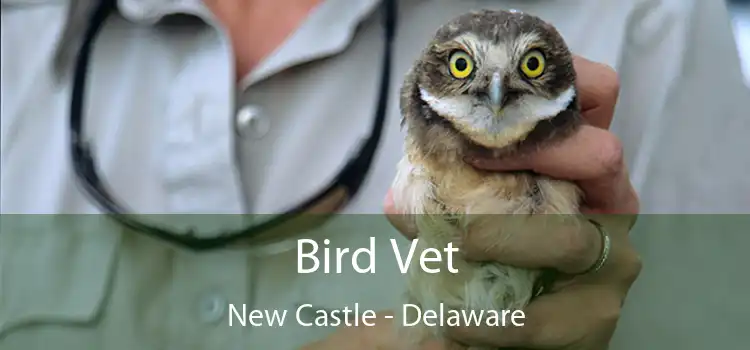 Bird Vet New Castle - Delaware