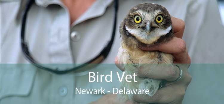 Bird Vet Newark - Delaware