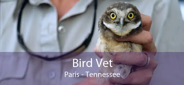 Bird Vet Paris - Tennessee