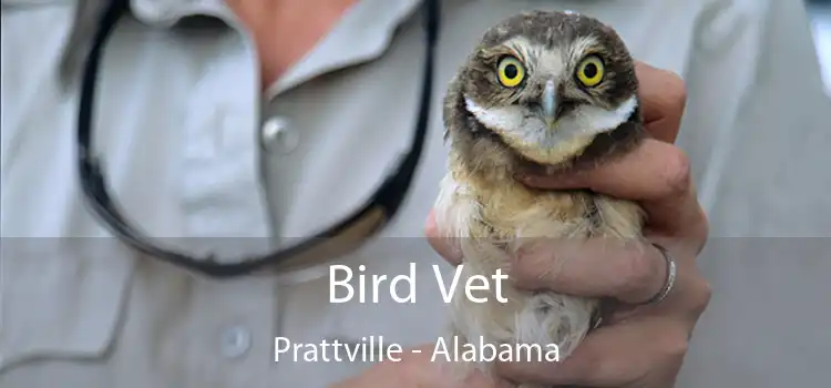 Bird Vet Prattville - Alabama