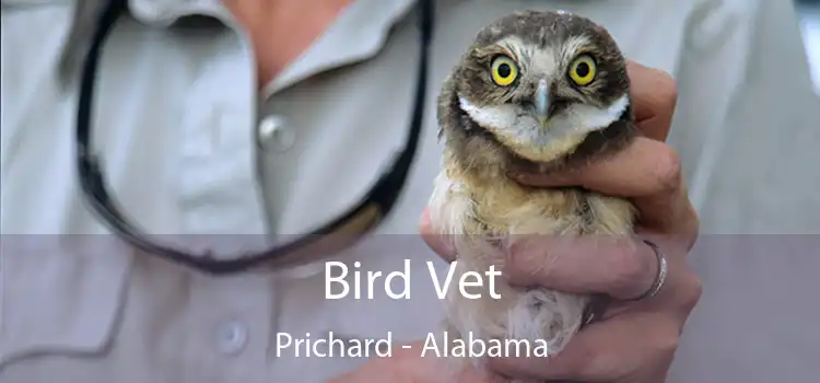 Bird Vet Prichard - Alabama