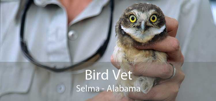 Bird Vet Selma - Alabama
