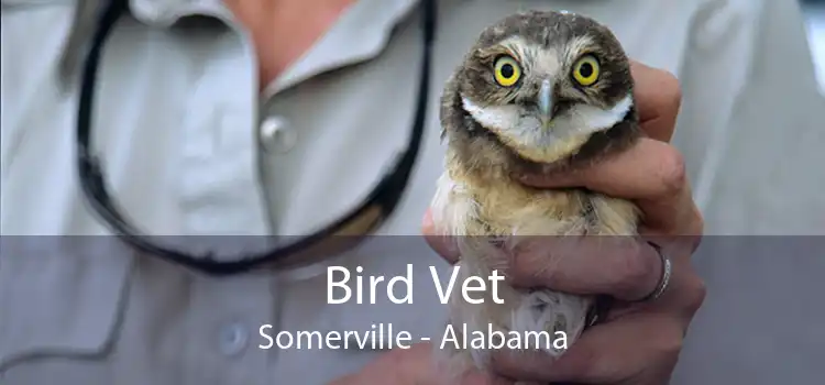 Bird Vet Somerville - Alabama