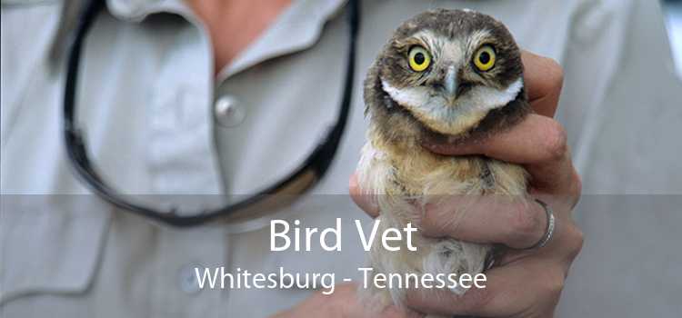 Bird Vet Whitesburg - Tennessee