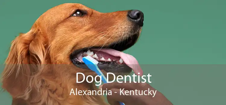Dog Dentist Alexandria - Kentucky