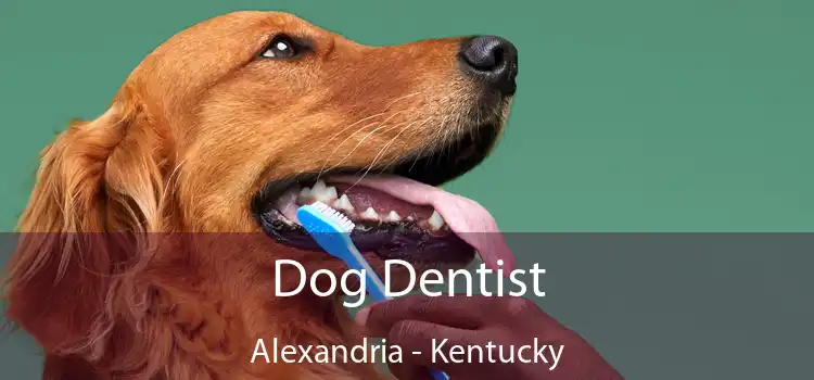 Dog Dentist Alexandria - Kentucky