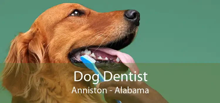 Dog Dentist Anniston - Alabama