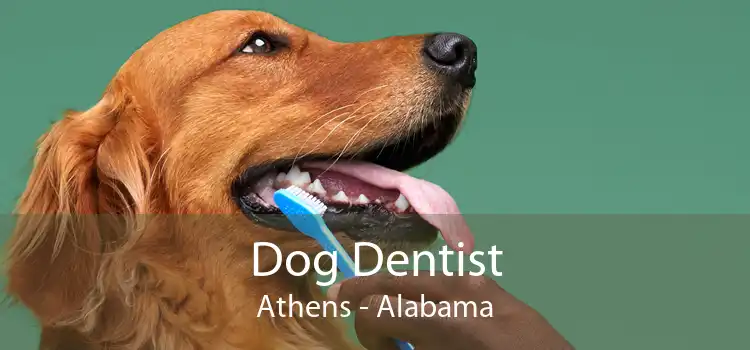 Dog Dentist Athens - Alabama