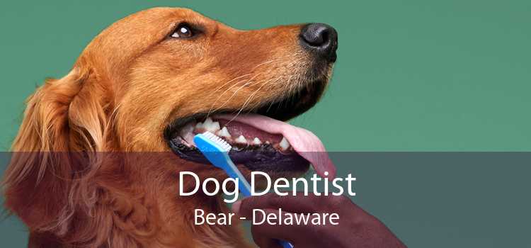 Dog Dentist Bear - Delaware