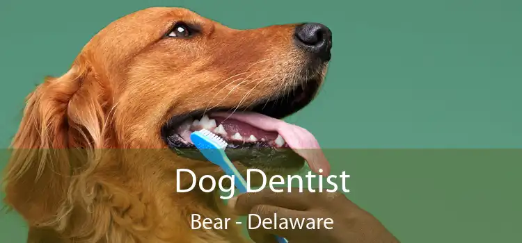 Dog Dentist Bear - Delaware