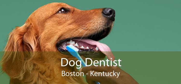 Dog Dentist Boston - Kentucky