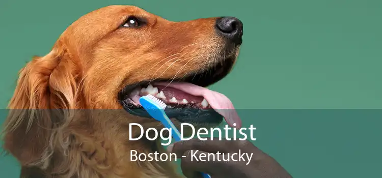Dog Dentist Boston - Kentucky