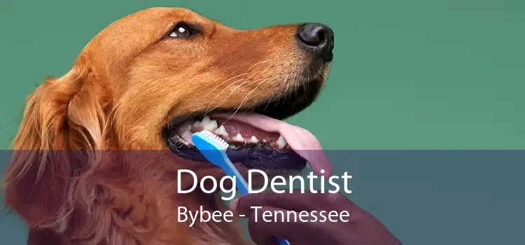 Dog Dentist Bybee - Tennessee