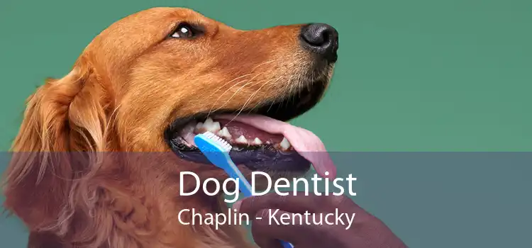 Dog Dentist Chaplin - Kentucky