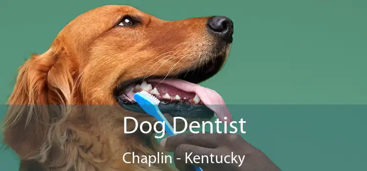 Dog Dentist Chaplin - Kentucky